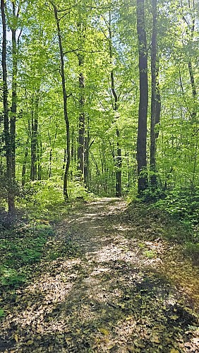 Forêt