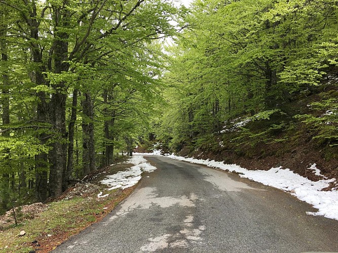 Forêt de hêtres Col de Verde - ©ATC O Leonetti