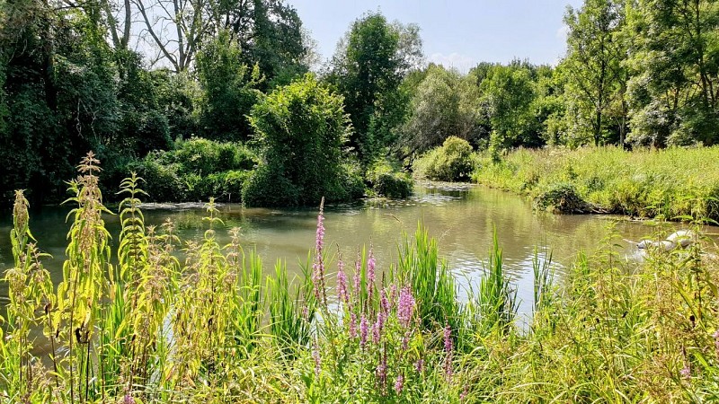 Étang fleuri de la Petite Suisse Lorraine