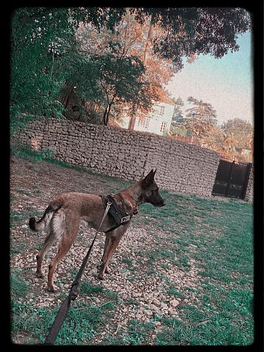 AUTOUR DE LA BAÏSE POUR 2 OU 4 PATTES - TRAIL n°5 - VALENCE-SUR-BAÏSE_Condom