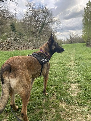 AUTOUR DE LA BAÏSE POUR 2 OU 4 PATTES - TRAIL n°5 - VALENCE-SUR-BAÏSE_Condom