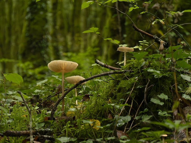Forêt de Blanchefort