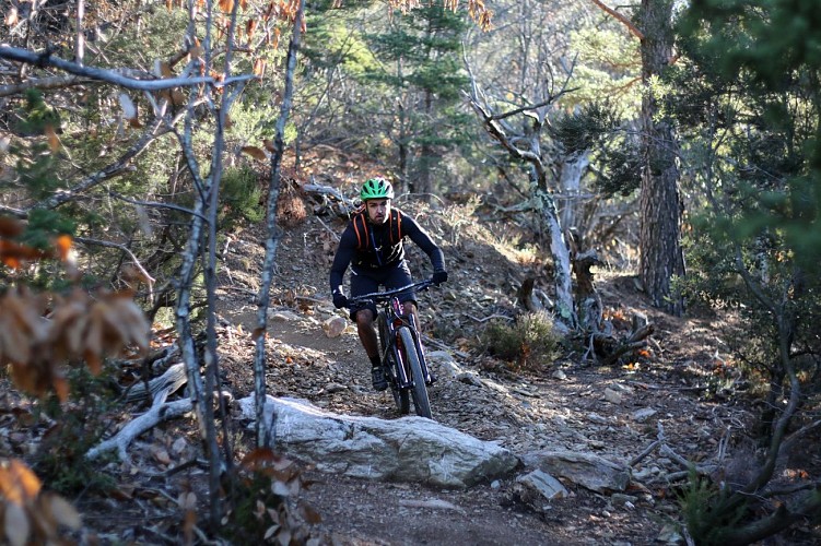 Descente en forêt