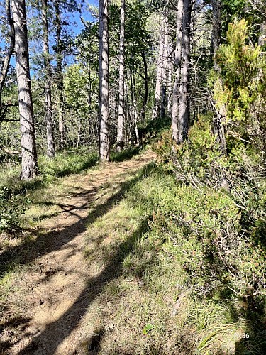 En forêt
