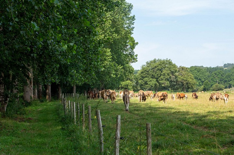 ile-de-chaillac_2019_amel-elmalah-vaches (13)