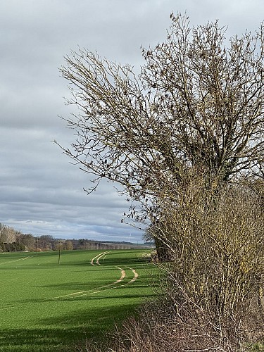 Randonnée Orvinoise - gravel/vtt - 35km