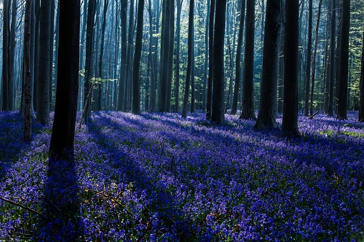 Bois de Hal