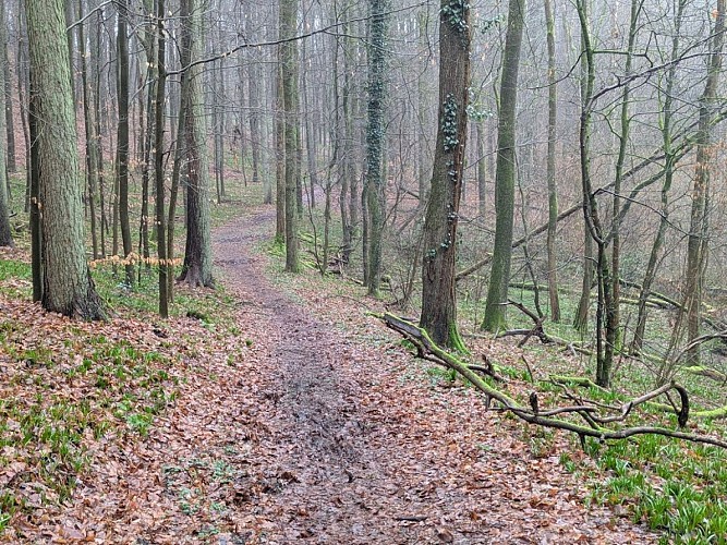 Bois Voilard hiver