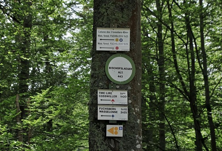 Randonnée - Circuit du Geisweg