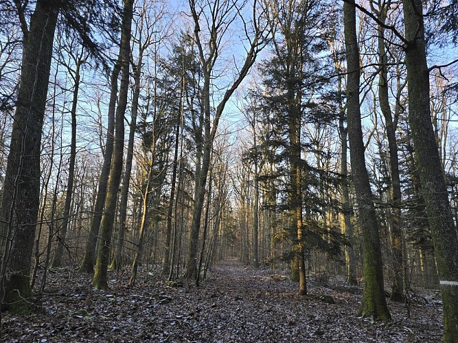 Randonnée - Circuit du Geisweg
