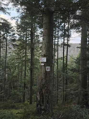 Randonnée - Circuit du Geisweg
