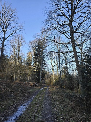 Randonnée - Circuit du Geisweg