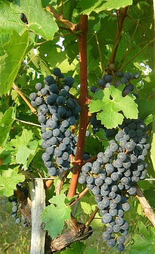 c_cave viticole de branceilles OK_5