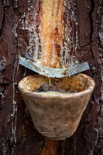 Tour de Gironde Landes de Gascogne - résine