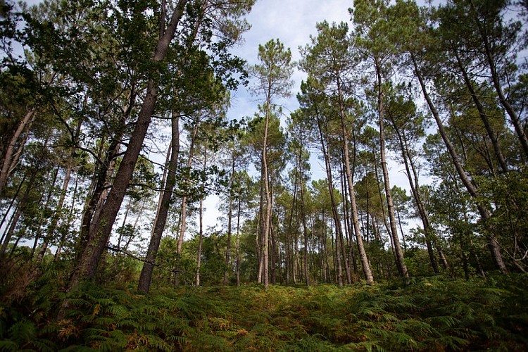 Tour de Gironde - PNR Landes de Gascogne