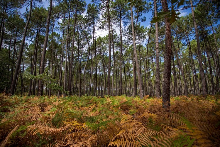 Foret Landes de Gascogne