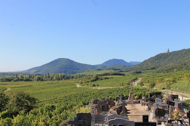 Le vignoble depuis l'église de Dieffenthal