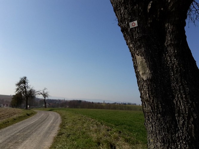 Sentier pédestre : Circuit de Croettwiller