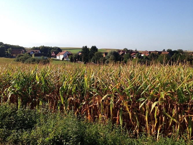Sentier pédestre : Circuit de Croettwiller
