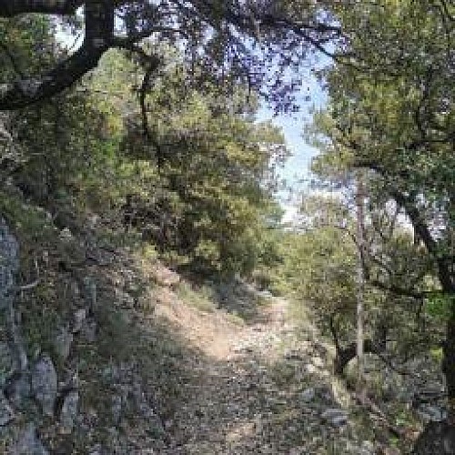 The Charbonnières Trail_Escragnolles