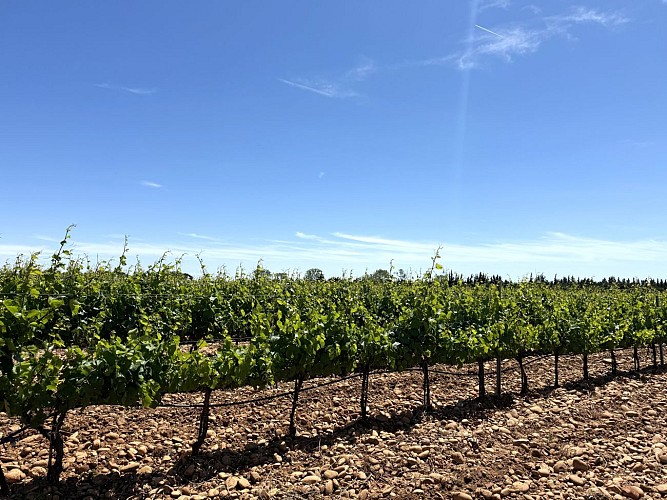 Parcours gravel à Bellegarde - Entre Vignes et canal_Bellegarde