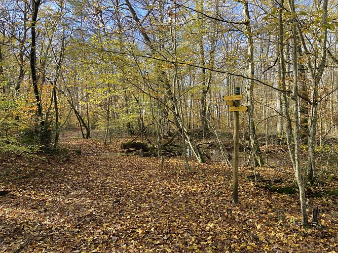 Forêt Mont Près Chambord