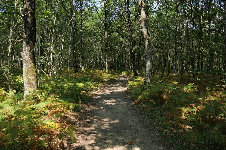 Parcours marche SOULAINES SUR AUBANCE / Des châteaux de l'Aubance à