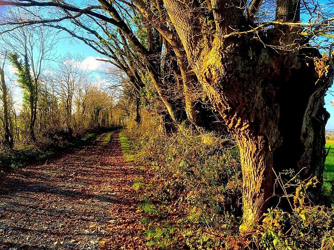 Chemin bocager près du Puy Hardy