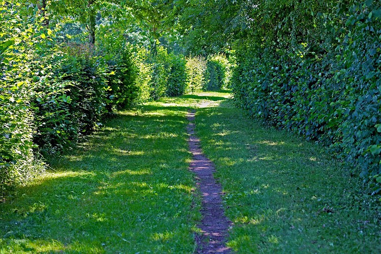 Chemin près du plan d'eau des Morineaux