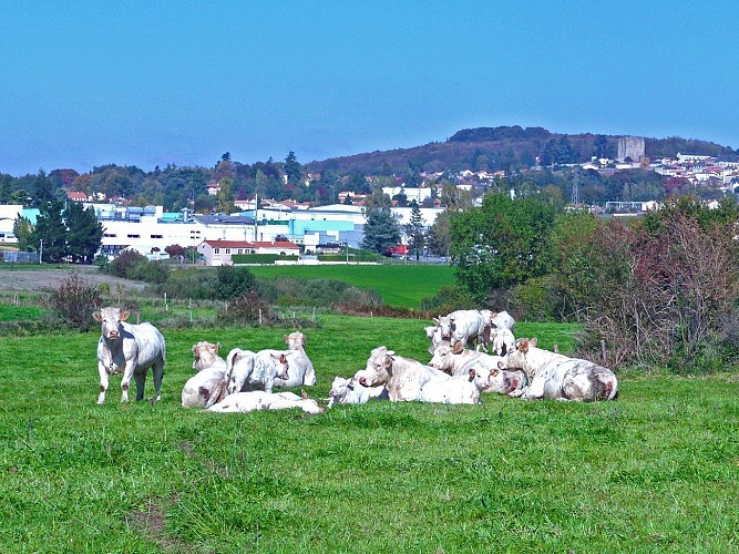 Vue sur Pouzauges