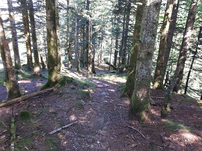 VTT N°15 - Descente d'Issarbe