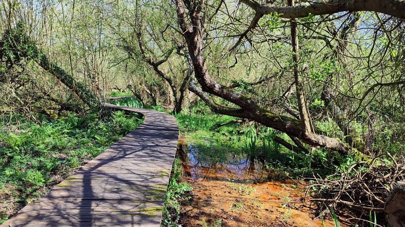 Le cheminement dans le marais de Trestel 