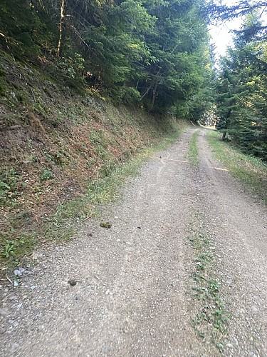 Piste forestière de Mende