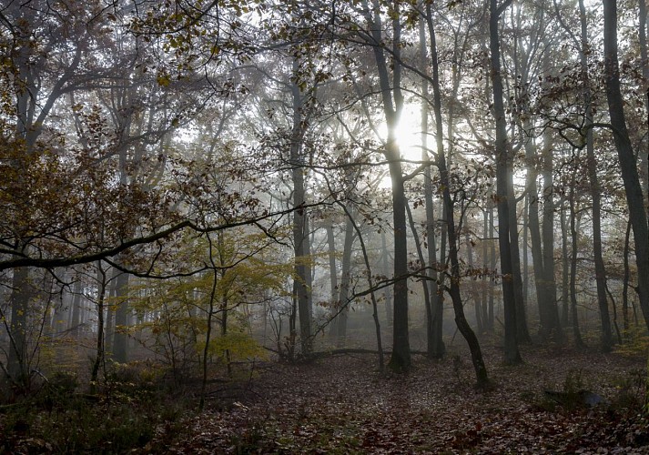 Brouillard en forêt de Rochefort