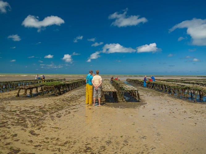 Parcs_a_huitres_d_Asnelles-Vincent_Rustuel___Calvados_Attractivite (1)