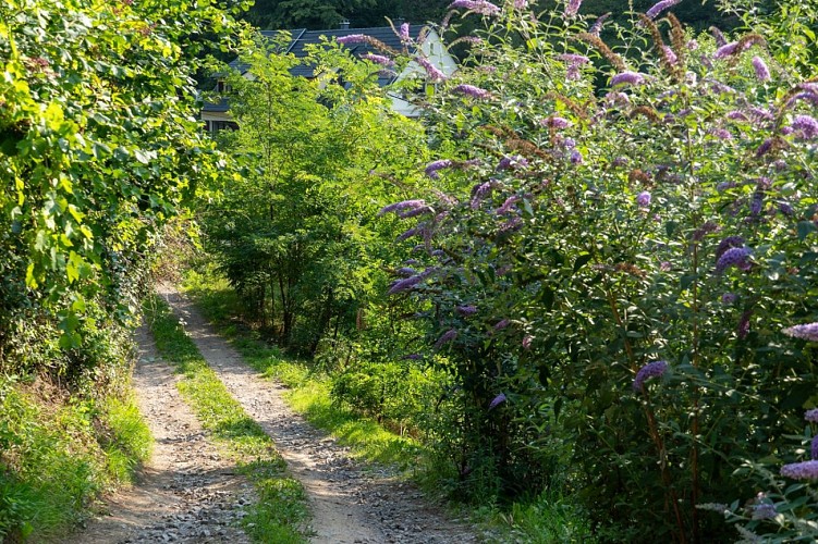 Narrenstein Wanderweg