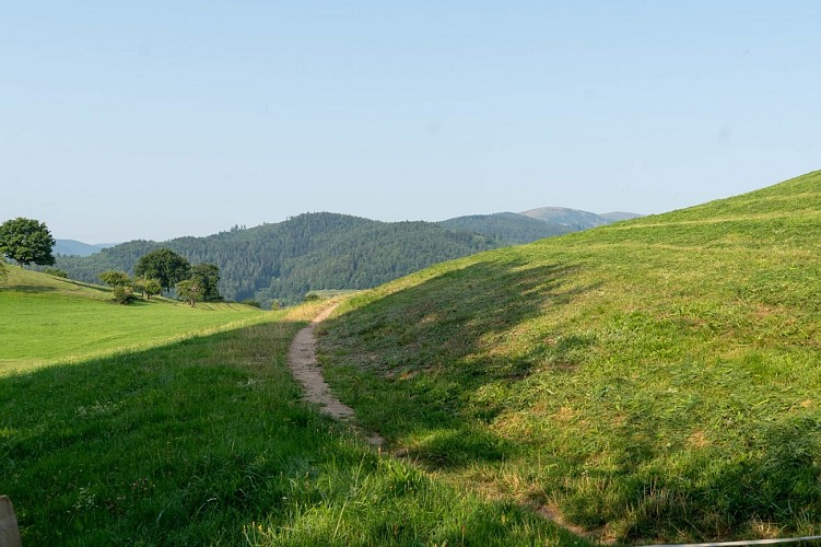 Circuit du Narrenstein
