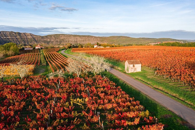 Vignoble de Cahors en automne à Parnac