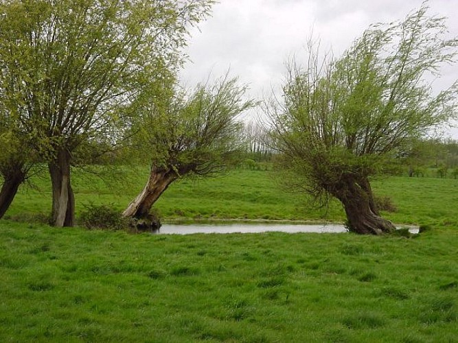 Saules têtards