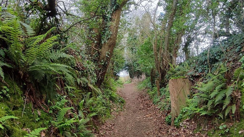 Chemin dans les bois | Plouégat-Guérrand