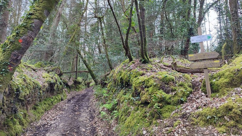 Chemin dans les bois | Plouégat-Guérrand