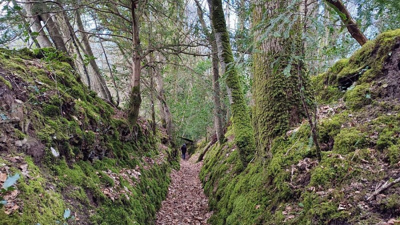 Chemin creux dans les bois | Plouégat-Guérrand