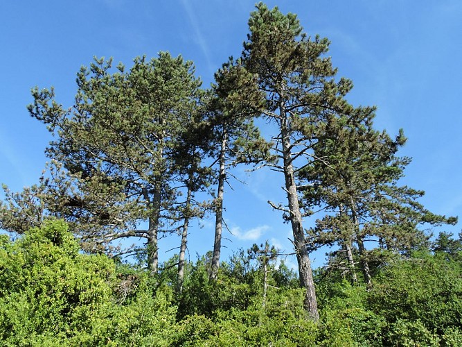 Balade nature : Le Tour du Fierloz_Artemare