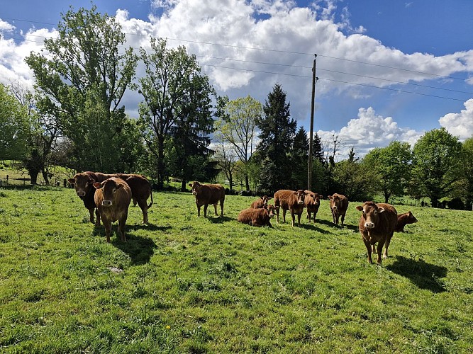Le Ruisseau des belles Dames Beyssenac