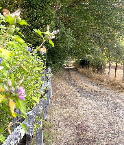 SAINT GERMAIN DU SALEMBRE-Boucle de la Mazille-Chemin