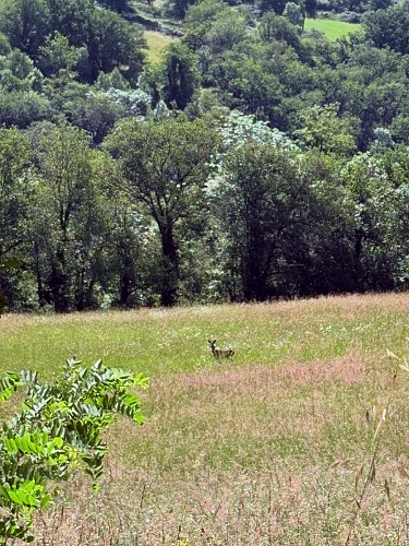 Chevreuil dans un champ