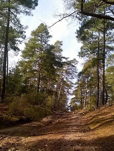 Foret d'Ermenonville - Allée et pins