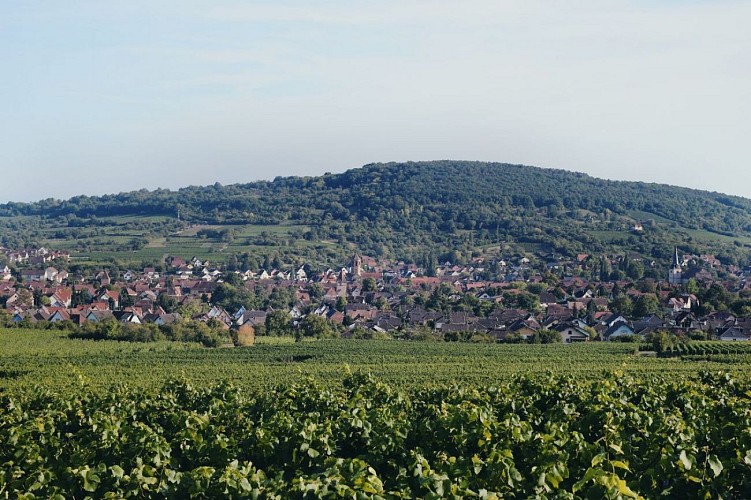 Vue sur Rosheim et le Bischenberg