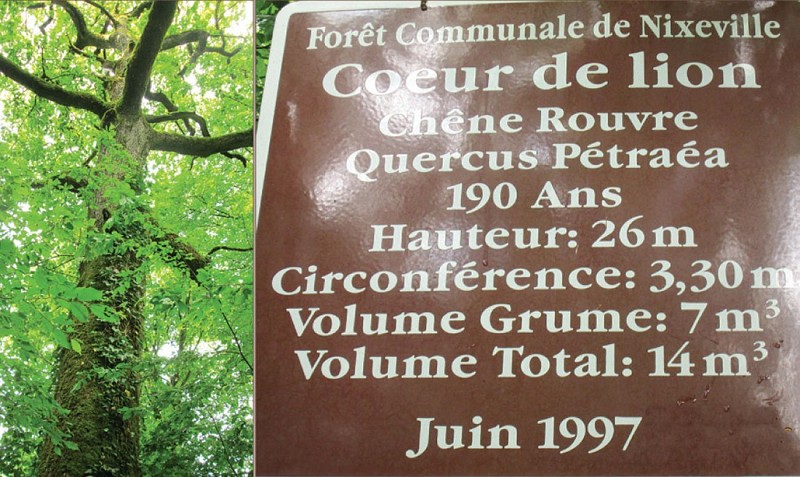 Le chêne Cœur de lion et sa plaque descriptive