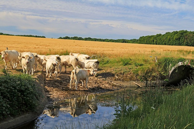 Paysage aux alentours de Champcevrais (1)